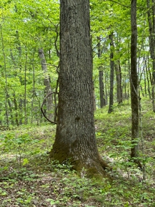 Absolute Auction-Live On-Site-Acreage in Cumberland County - image 19