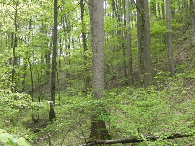 Absolute Auction-Live On-Site-Acreage in Cumberland County - image 32