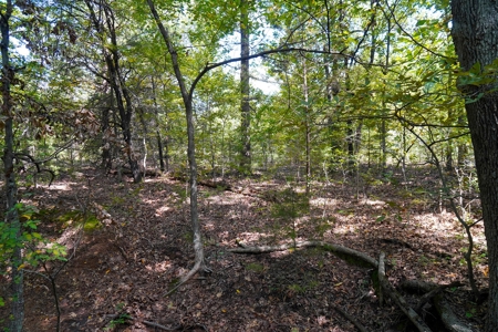 NO RESERVE LAND AUCTION, Hunting Recreational, Asher, OK - image 12
