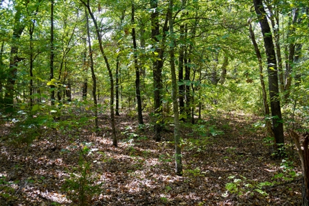 NO RESERVE LAND AUCTION, Hunting Recreational, Asher, OK - image 7
