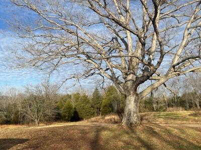 Home & 85.8 acres For Sale @ Auction in Warren County Ky. - image 12