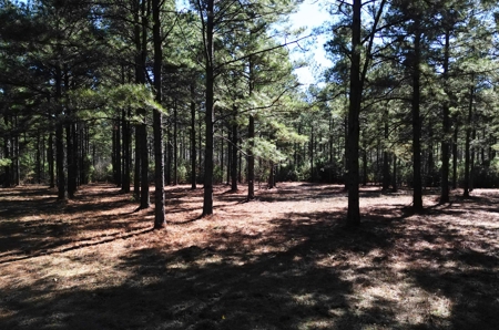 Tejas Diversified Investments, Llc 546.23 ± Acre Land Sale - image 11