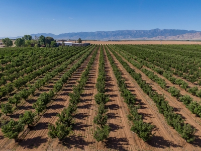 Tract 1 Organic Apple Orchard Auction, Willcox, AZ - image 6