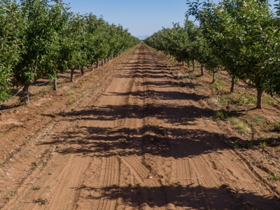 Tract 1 Organic Apple Orchard Auction, Willcox, AZ - image 3