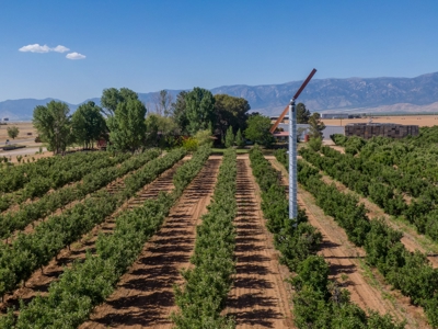 Tract 1 Organic Apple Orchard Auction, Willcox, AZ - image 1