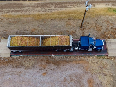 Tract 1 Organic Apple Orchard Auction, Willcox, AZ - image 37