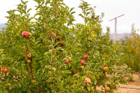 Tract 3 Organic Apple Orchard Auction, Willcox, AZ - image 2