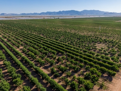 Tract 4 Organic Apple Orchard Auction, Willcox, AZ - image 2