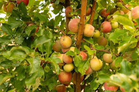 Tract 4 Organic Apple Orchard Auction, Willcox, AZ - image 8