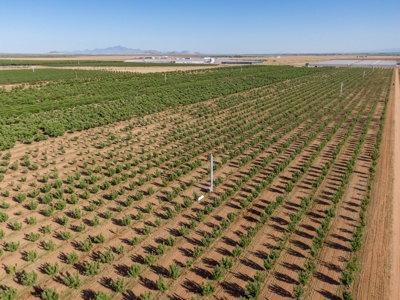 Tract 4 Organic Apple Orchard Auction, Willcox, AZ - image 1