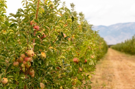 Tract 4 Organic Apple Orchard Auction, Willcox, AZ - image 9