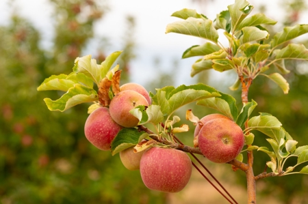 Tract 5 Organic Apple Orchard Auction, Willcox, AZ - image 5