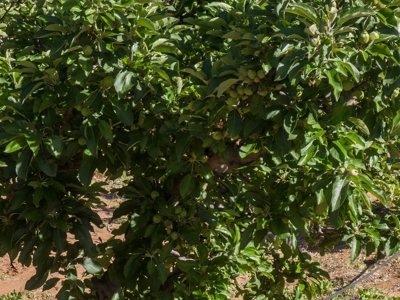 Tract 5 Organic Apple Orchard Auction, Willcox, AZ - image 7