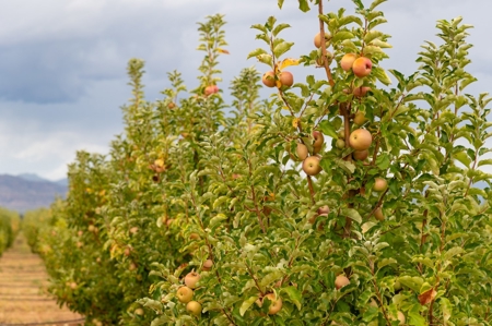Tract 5 Organic Apple Orchard Auction, Willcox, AZ - image 6