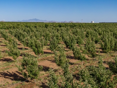 Tract 5 Organic Apple Orchard Auction, Willcox, AZ - image 1