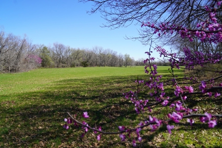 40 Ac +/- Tract 1 of 4 No Reserve Land Auction Asher, OK - image 13