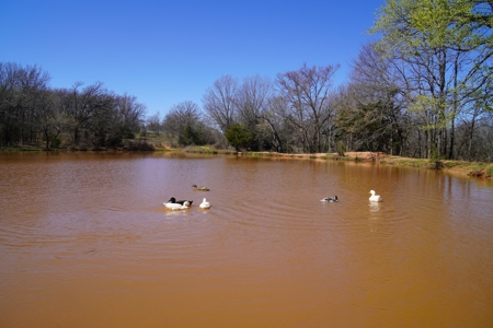 40 Ac +/- Tract 1 of 4 No Reserve Land Auction Asher, OK - image 16