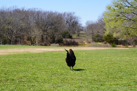 40 Ac +/- Tract 1 of 4 No Reserve Land Auction Asher, OK - image 2