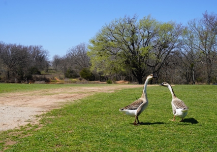 40 Ac +/- Tract 1 of 4 No Reserve Land Auction Asher, OK - image 10