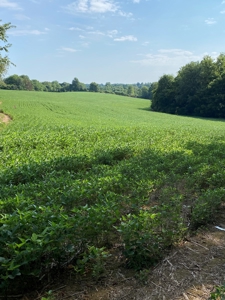 Country Home w/ Walk-Out Basement, Building Lots & Acreage - image 17