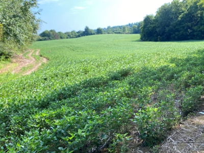 Country Home w/ Walk-Out Basement, Building Lots & Acreage - image 18