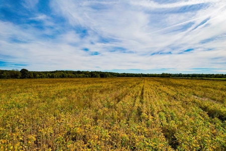 Cass County MO Land Auction - image 7