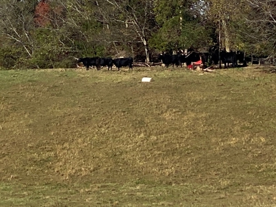 Cattle Farm, Home Building Sites & Mini-Farms For Sale - image 10