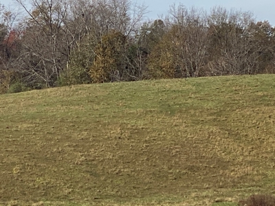 Cattle Farm, Home Building Sites & Mini-Farms For Sale - image 9