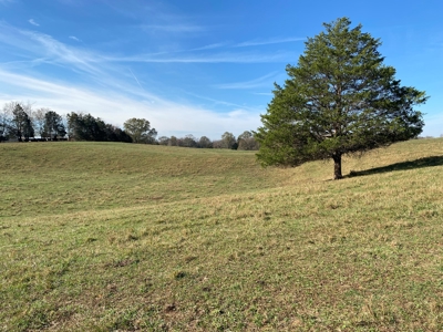 Cattle Farm, Home Building Sites & Mini-Farms For Sale - image 5