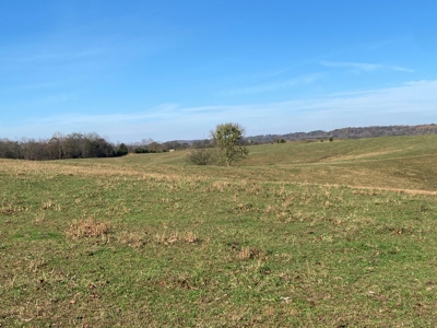 Cattle Farm, Home Building Sites & Mini-Farms For Sale - image 26