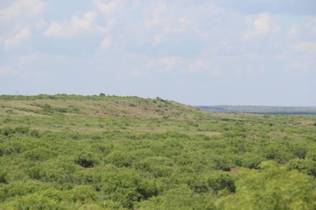 Texas Cattle Ranch/ Hunting Ranch For Auction - image 13