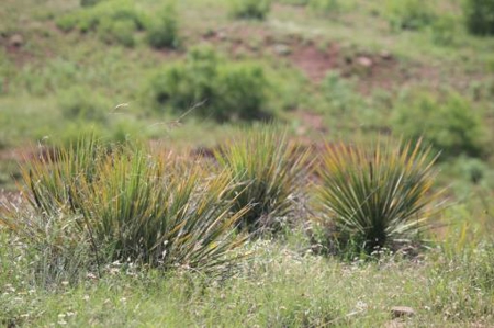 Texas Cattle Ranch/ Hunting Ranch For Auction - image 55
