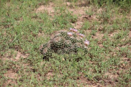 Texas Cattle Ranch/ Hunting Ranch For Auction - image 58