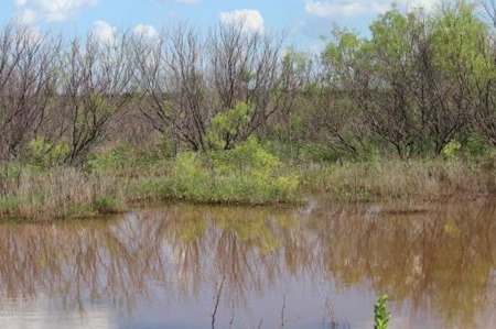 Texas Cattle Ranch/ Hunting Ranch For Auction - image 59