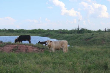 Texas Cattle Ranch/ Hunting Ranch For Auction - image 56