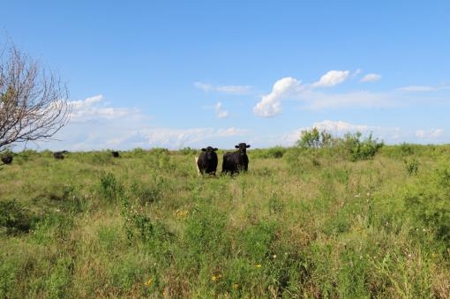 Texas Cattle Ranch/ Hunting Ranch For Auction - image 48