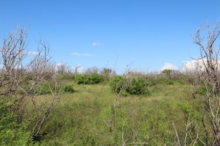 Texas Cattle Ranch/ Hunting Ranch For Auction - image 31