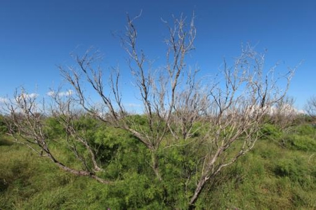 Texas Cattle Ranch/ Hunting Ranch For Auction - image 76