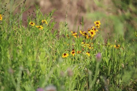 Texas Cattle Ranch/ Hunting Ranch For Auction - image 26