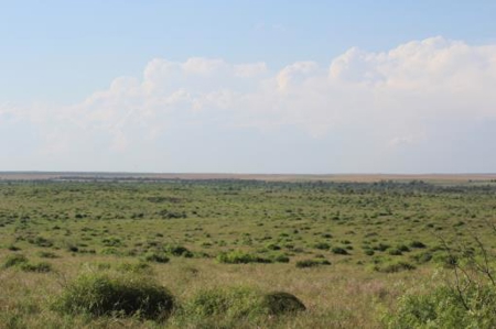 Texas Cattle Ranch/ Hunting Ranch For Auction - image 45