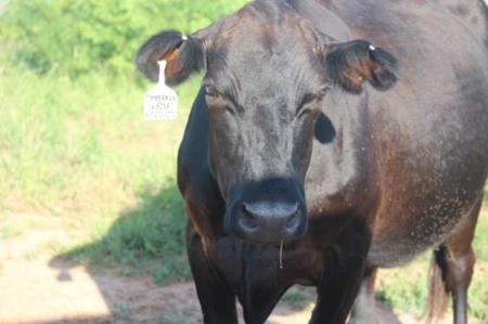 Texas Cattle Ranch/ Hunting Ranch For Auction - image 22