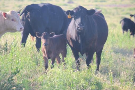 Texas Cattle Ranch/ Hunting Ranch For Auction - image 17