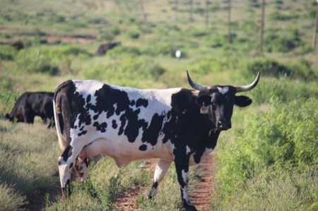 Texas Cattle Ranch/ Hunting Ranch For Auction - image 20