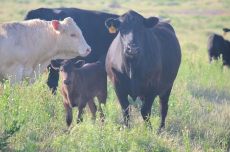 Texas Cattle Ranch/ Hunting Ranch For Auction - image 18