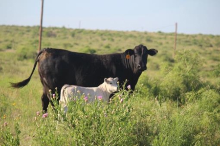 Texas Cattle Ranch/ Hunting Ranch For Auction - image 28