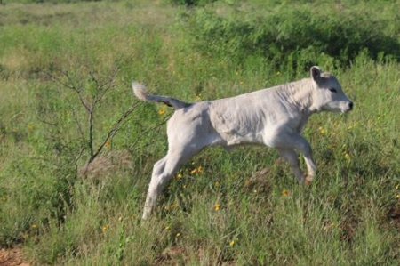 Texas Cattle Ranch/ Hunting Ranch For Auction - image 21