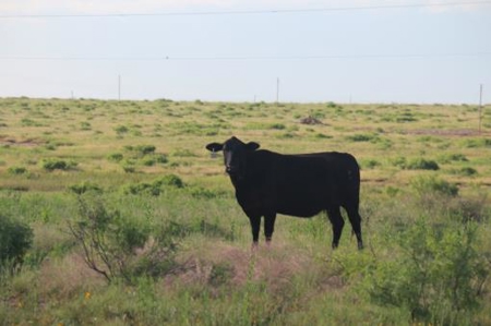 Texas Cattle Ranch/ Hunting Ranch For Auction - image 34