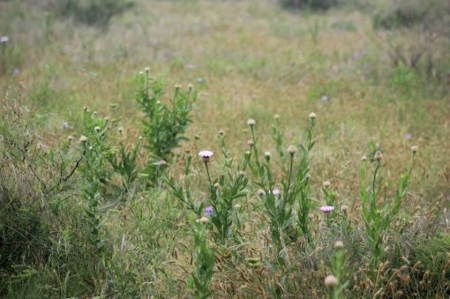 Texas Cattle Ranch/ Hunting Ranch For Auction - image 67