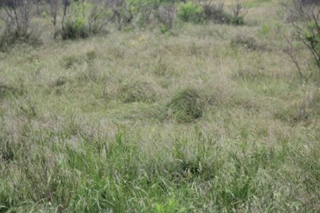 Texas Cattle Ranch/ Hunting Ranch For Auction - image 3