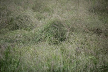 Texas Cattle Ranch/ Hunting Ranch For Auction - image 4